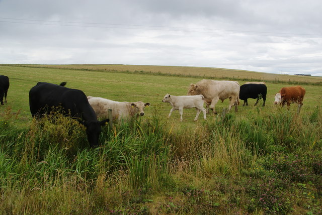 Cattle at Burwick