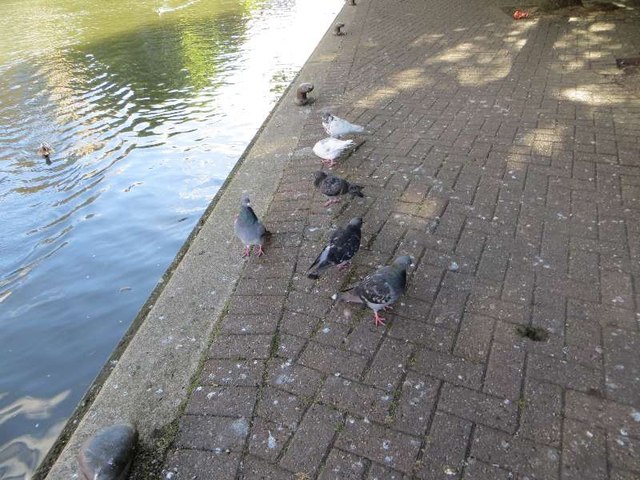 Pigeons on the bank