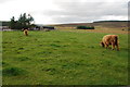 Highland cows and farm