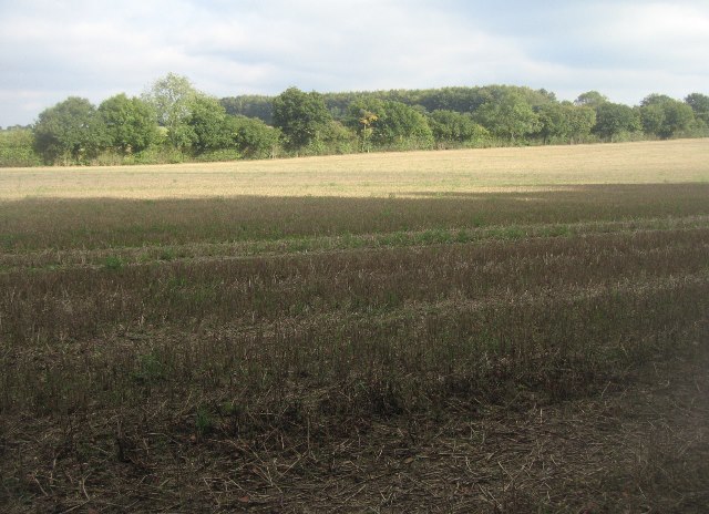 Field north of South Wood