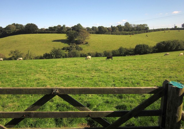 Sheep West Of Dolbeare Park C Derek Harper Geograph Britain And