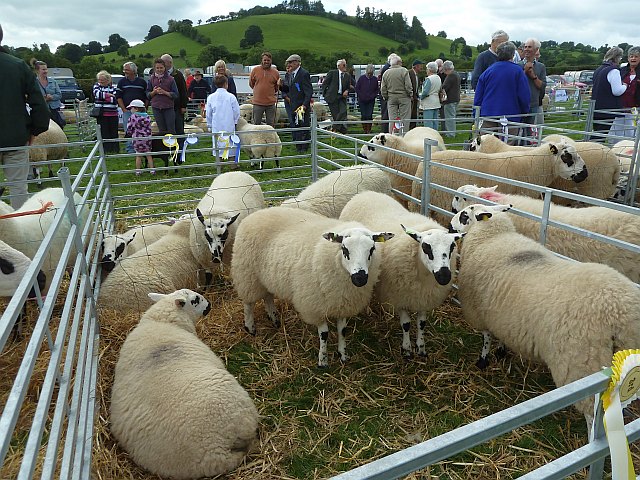 Sheep at Llanfair Show