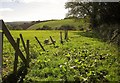 Field at Trevashmond