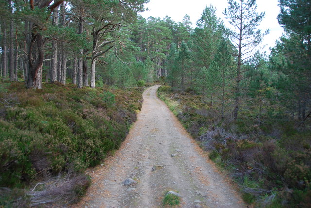 Track through Abernethy Forest