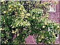 A fine crop of pears