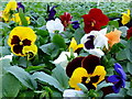 Autumn pansy display