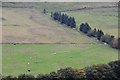 NT3337 : Gathering sheep, Kirklands by Jim Barton