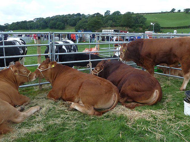 Limousin cattle at Llanfair Show