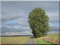 Trees by the road to Faxfleet Grange