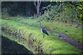 Heron by the Bridgewater Canal