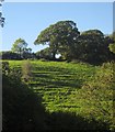 Terracettes near Furslow Farm