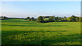 Pasture land north of Hockley Brook Lane