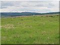 Moorland above and east of Bellshiel