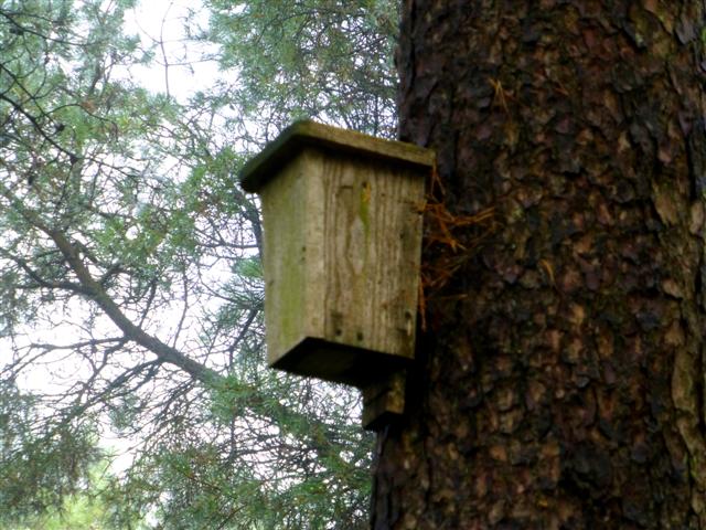 Bat box, Altdrumman © Kenneth Allen :: Geograph Ireland