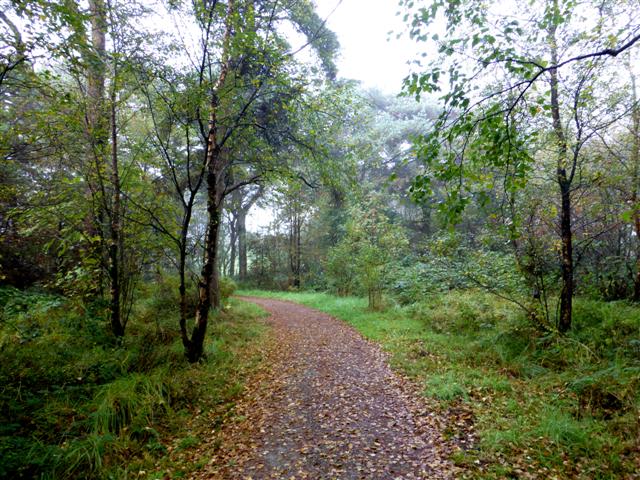 Fallen leaves along the Loughmacrory path