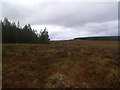 NC5521 : Corner of forest plantation on Cnoc an Doire near Crask Inn, Sutherland by ian shiell