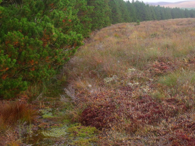 Drainage by forest edge on Cnoc an Doire near Crask Inn, Sutherland