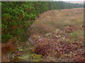 NC5521 : Drainage by forest edge on Cnoc an Doire near Crask Inn, Sutherland by ian shiell