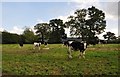 Mid Devon : Cattle Grazing