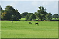 Mid Devon : Countryside Scenery