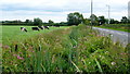 Dairy pasture by the Derby Road