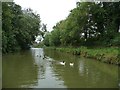 Ducks on the Kennet & Avon canal