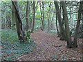 Path in South Wood, Hylands Park