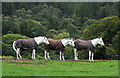 Horses at Netherbarns