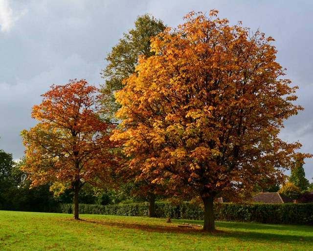 Young Horse Chestnut trees in The Arthur Newbery Park, Tilehurst, Berkshire