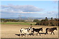 Stubble Field south of Woodcockfauld