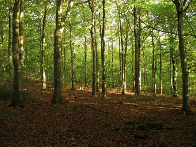 Friston Forest (Stone Croft Laine) © Simon Carey :: Geograph Britain ...