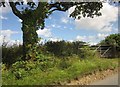 SS4411 : Oak tree and gate near Paddon by Derek Harper