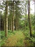 SS4607 : Path, Upcott Wood by Derek Harper