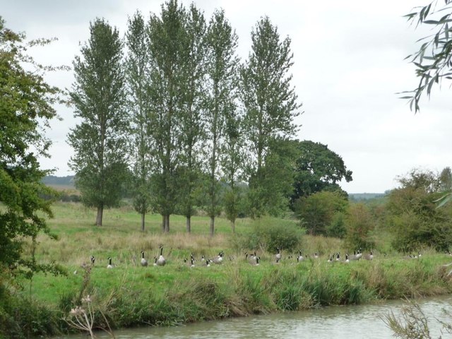 Canada geese alongside the Kennet & Avon canal