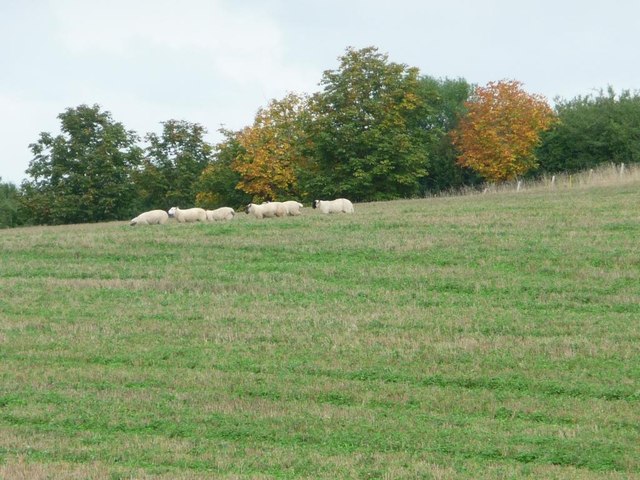 Autumn colours alongside the sheep pasture