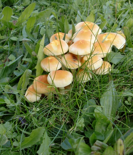 Fungi in All Saints' churchyard, Marlow