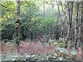 Woodland, Glen Farg