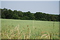 Wheat, South Park Farm