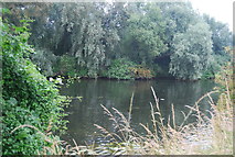 TG2507 : River Yare by N Chadwick