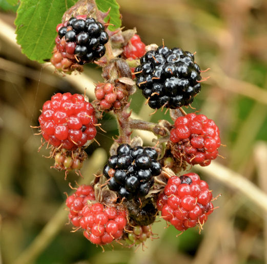Blackberries, Helen's Bay (2 in 2013)