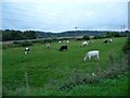 SU5266 : Cattle grazing by Monkey Marsh lock by Christine Johnstone