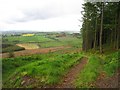 Path, Mabie Forest