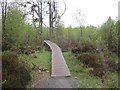 Boardwalk, Mabie Forest