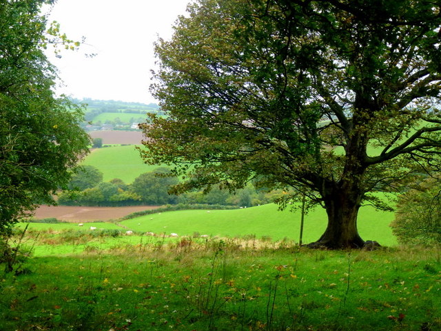Oak in pasture