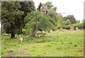 Fallow deer, Ashton Court Estate