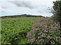 Kale field below Trencrom Hill