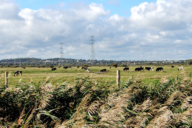 Bowers Marsh Pasture