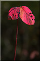 Autumnal leaves, Glenbuck