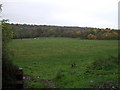 Grazing near the River Leven