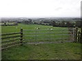 Sheep pasture, Toulton Farm